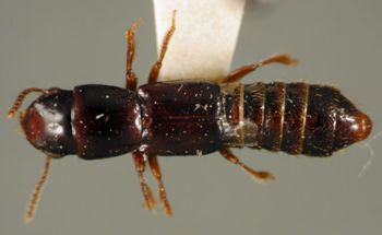 Media type: image;   Entomology 27497 Aspect: habitus dorsal view